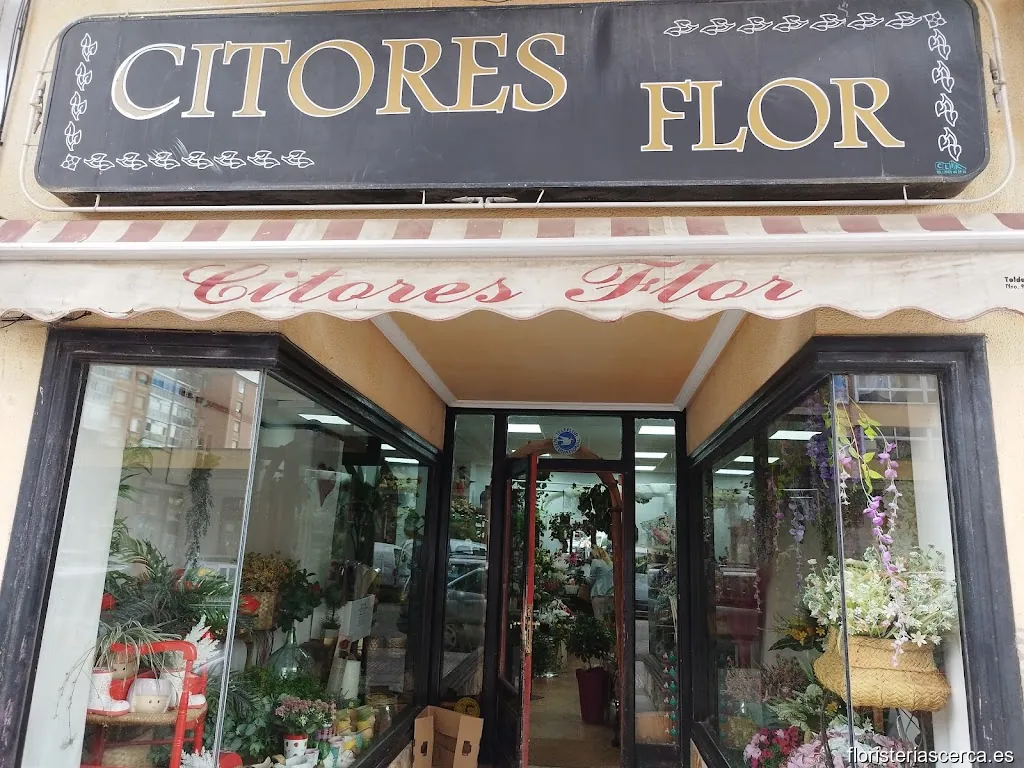 Citores Flor