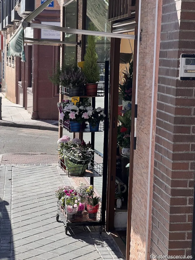 Emérita Sevilla Casco