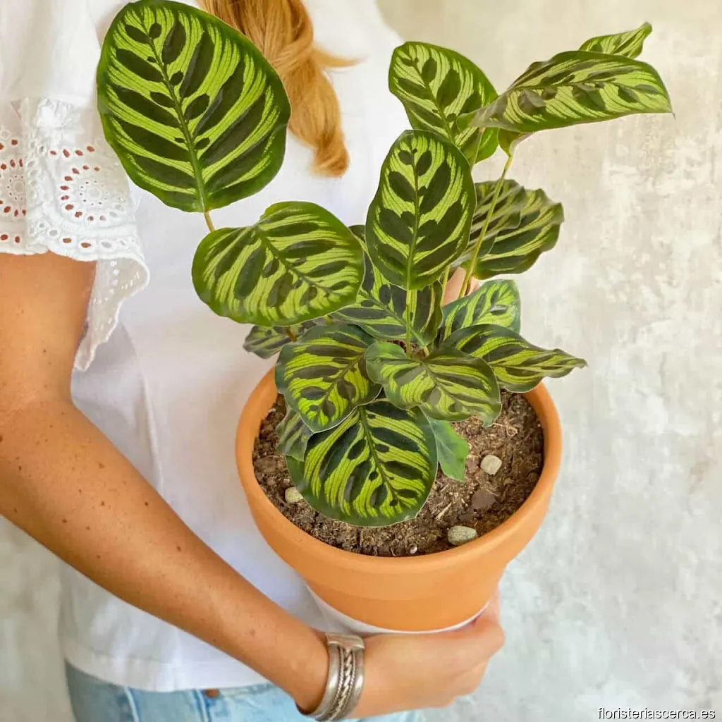 URBAN PLANTA: Plantas a domicilio en bici en Barcelona