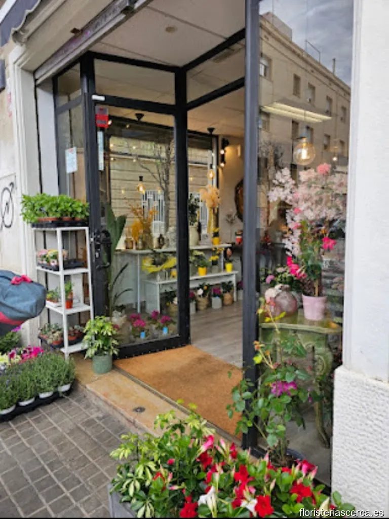 Eloise Flors i Plantes