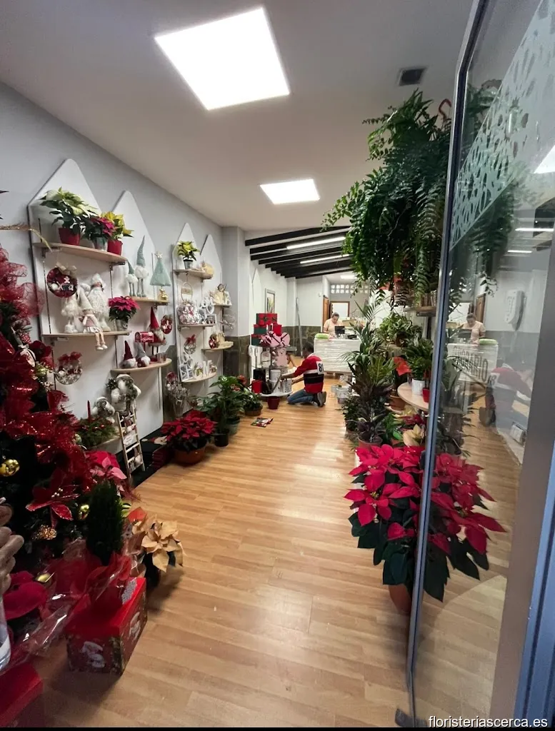 Floristería Strelitzia