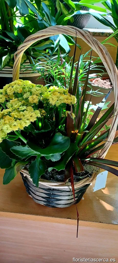 Floristería ORCHIDEA