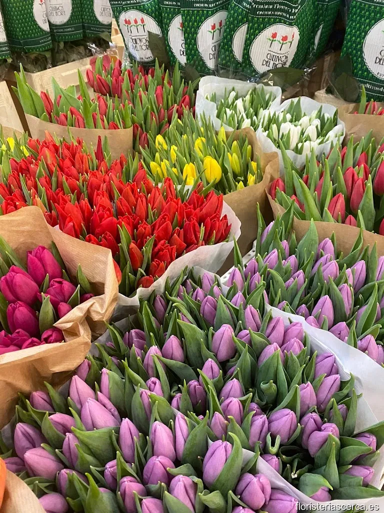 Colomflor | Mayorista de Flores en Barcelona