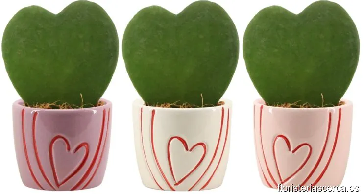 Mini Jardin del Toledano