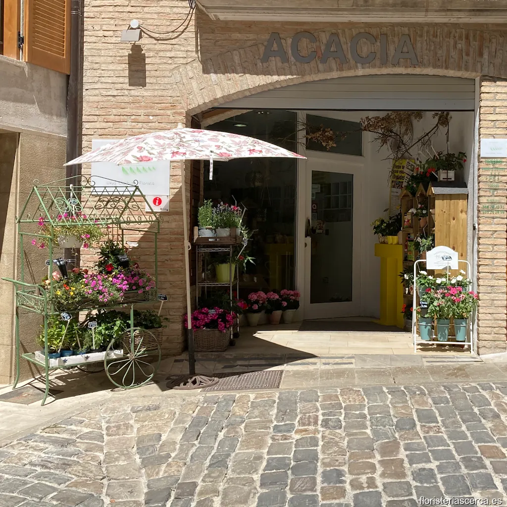 Acacia Loredenda / Floristería . Espacio de Creación
