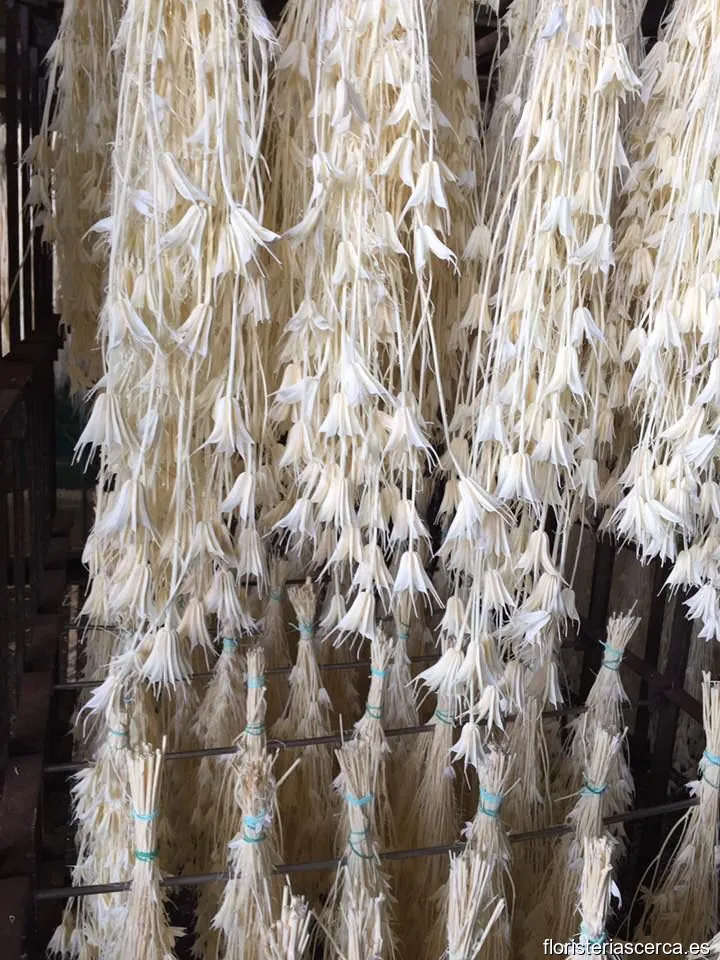 Niptas Distribuciones S.L. (FLORIBERIA)