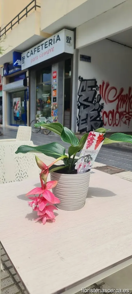 Floristería menta flowers