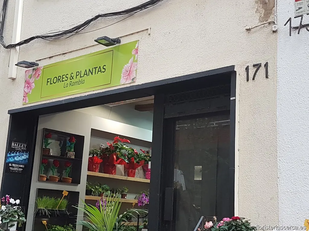 Flores & Plantas La Rambla