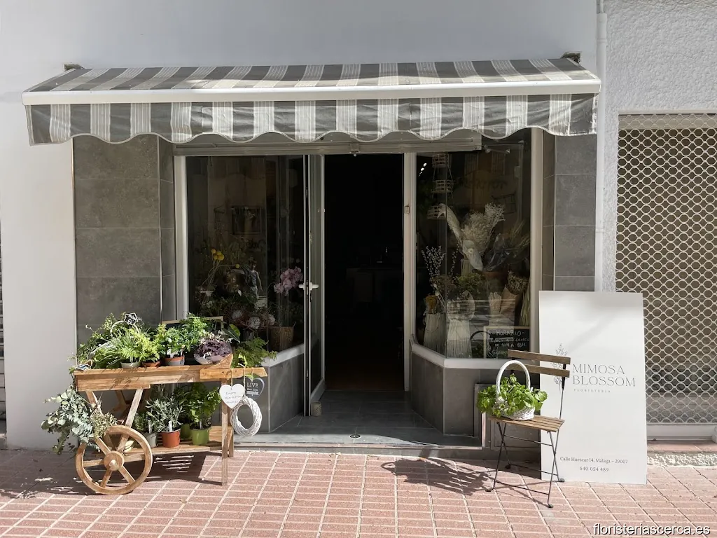 Mimosa Blossom Floristería